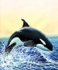Kasatka